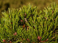 Pinus mugo Vejce IMG_1890_1 Sosna kosodrzewina